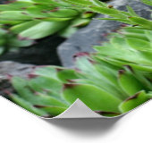 Blütenhühner und -küken poster (Ecke)