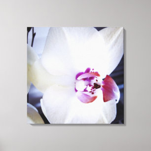 Blütenkanvas, weißer Orchid Leinwanddruck
