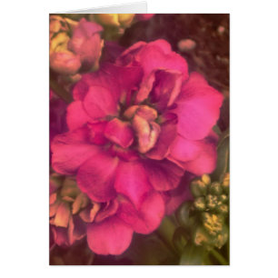 Blütenkarte (innen leer) mit heißen rosa Leidensch