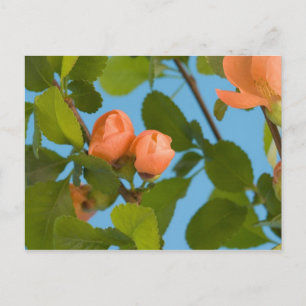 Blütenknospen Postkarte