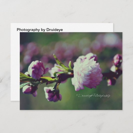 Blütenmandel Postkarte (Vorne/Hinten)