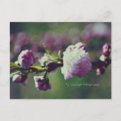 Blütenmandel Postkarte (Vorderseite)