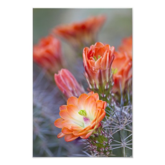 Blütenorange Fotodruck (Vorne)