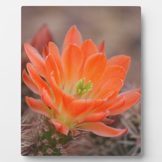 Blütenorange Fotoplatte (Vorderseite)