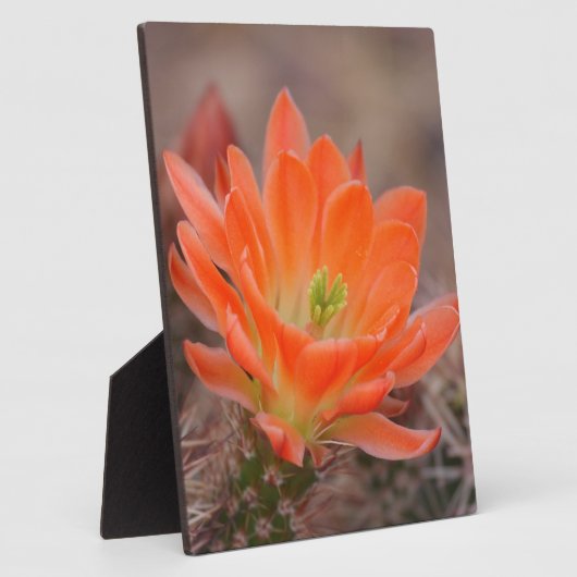 Blütenorange Fotoplatte (Seite)