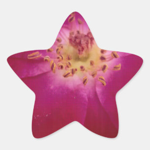 Blütenperfektion: Kariertes Rosenblatt-Muster Kuns Stern-Aufkleber