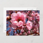 Blütenplatte Postkarte (Vorne/Hinten)