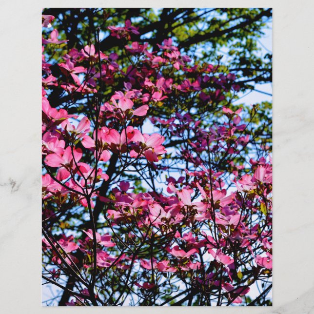 Blütenrosa Dogwood (Vorderseite)