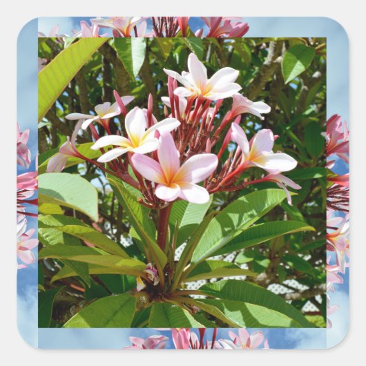 Blütenrosa Frangipani Tree Quadratischer Aufkleber (Vorderseite)