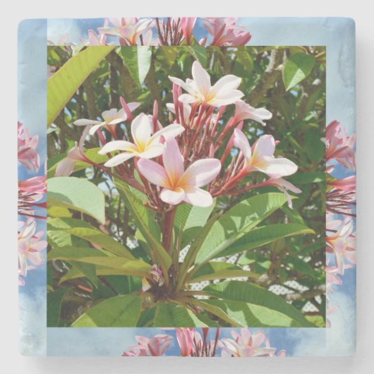 Blütenrosa Frangipani Tree Steinuntersetzer (Vorderseite)