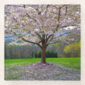 Blütenrosa Kirschblütenbaum mit Holz Glasuntersetzer (Vorderseite)