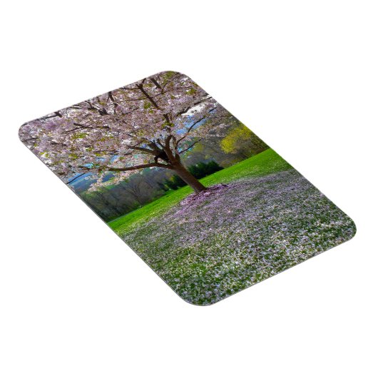 Blütenrosa Kirschblütenbaum mit Holz Magnet (Rechte Seite)