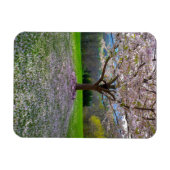 Blütenrosa Kirschblütenbaum mit Holz Magnet (Horizontal)