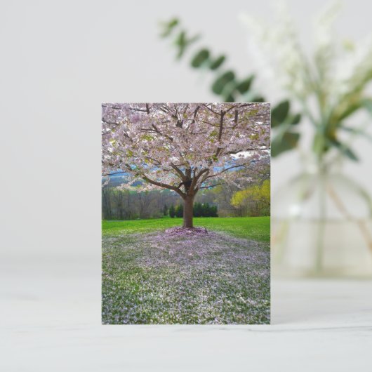 Blütenrosa Kirschblütenbaum mit Holz Postkarte (Stehend Vorderseite)