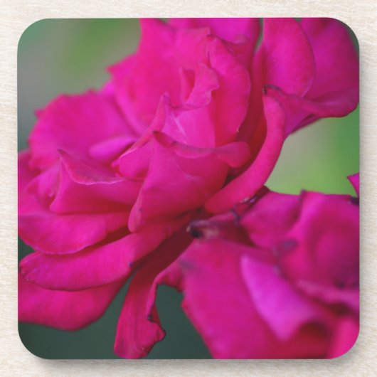 Blütenrosa Rose Getränkeuntersetzer (Vorderseite)