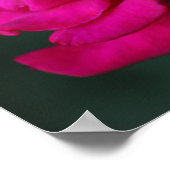 Blütenrosa Rose Poster (Ecke)