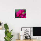 Blütenrosa Rose Poster (Heimbüro)