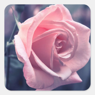 Blütenrosa Rosenblüten Hochzeitsfeier Quadratischer Aufkleber