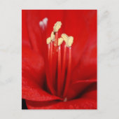 Blütenstaub Postkarte (Vorderseite)