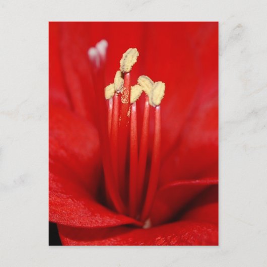 Blütenstaub Postkarte (Vorderseite)