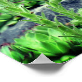 Blütensukkuline Poster (Ecke)