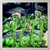 Blütensukkuline Poster (Vorne)