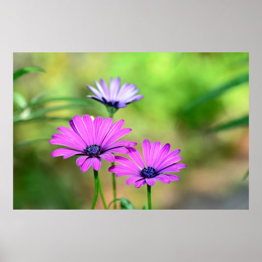 Blütentraum Poster (Vorne)