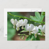 Blütenweißes Blutungsherz Postkarte (Vorne/Hinten)