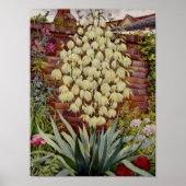 BlütenYucca Poster (Vorne)