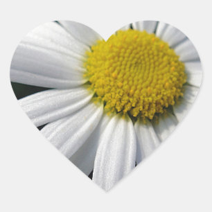 Blütenzentrum weisse Margerite Herz-Aufkleber
