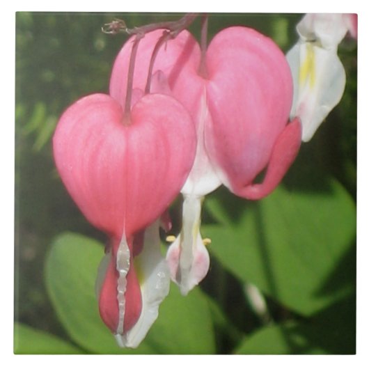 Blutergüsse Herz - große Keramik Foto Tile Fliese (Vorderseite)