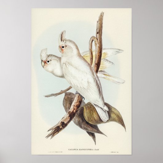 Blutfarbenes Cockatoo von Elizabeth Gould Poster (Vorne)