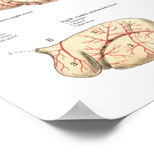 Blutgefäße der Rinde Anatomie Poster (Ecke)