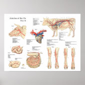 Blutgefäße der Rinde Anatomie Poster (Vorne)