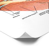 Blutgefäße des Nackens Poster (Ecke)