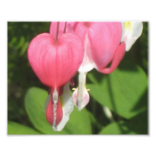 Bluthochdruck Kodak Satin Foto drucken