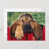 BlutHound Postkarte (Vorne/Hinten)