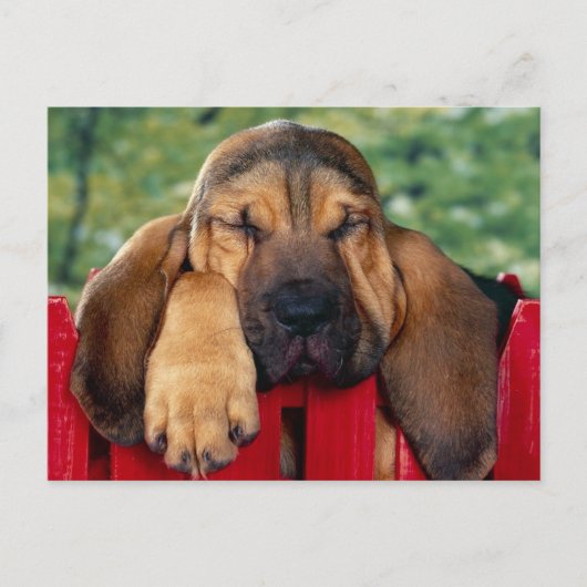BlutHound Postkarte (Vorderseite)