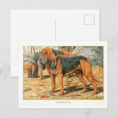 Bluthund-Hunde Postkarte (Vorne/Hinten)