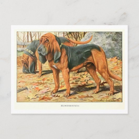 Bluthund-Hunde Postkarte (Vorderseite)