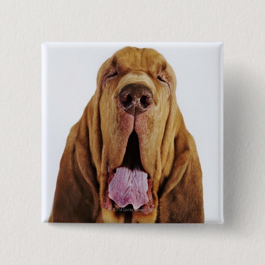Bluthund (Jagdhund St. Hubert) mit geschlossenen Button (Vorderseite)