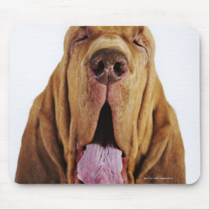 Bluthund (Jagdhund St. Hubert) mit geschlossenen Mousepad