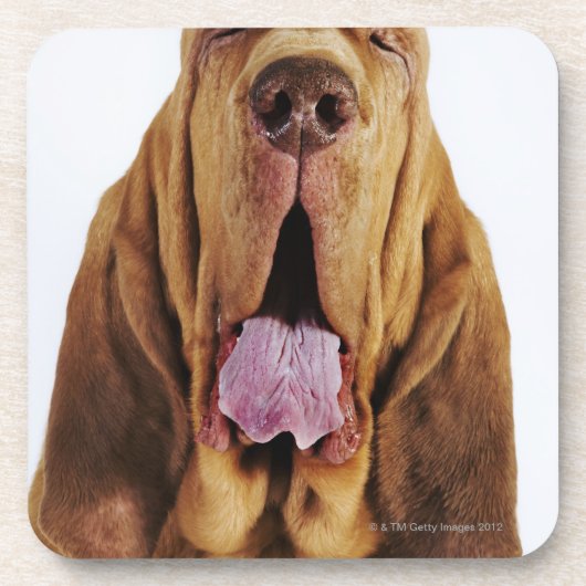 Bluthund (Jagdhund St. Hubert) mit geschlossenen Untersetzer (Vorderseite)
