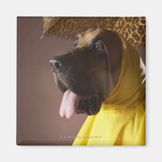 Bluthund. Magnet (Vorne)