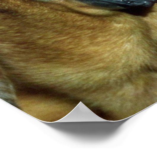 Bluthund Poster (Ecke)