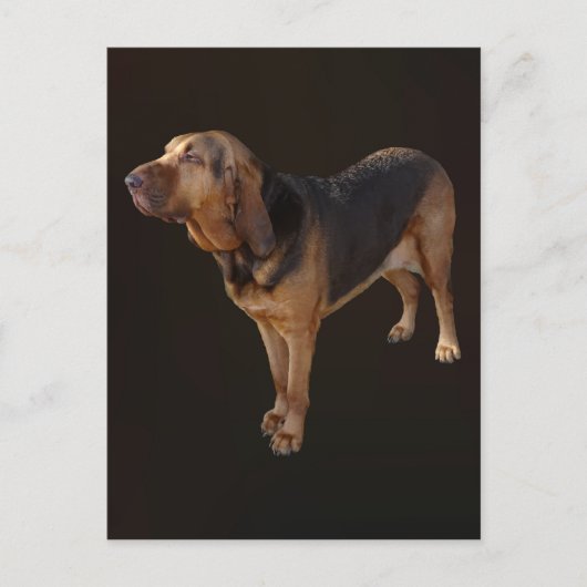 Bluthund Postkarte (Vorderseite)