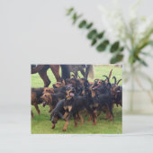 Bluthunde Postkarte (Stehend Vorderseite)