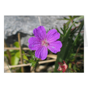 Blutige Cranesbill Blume