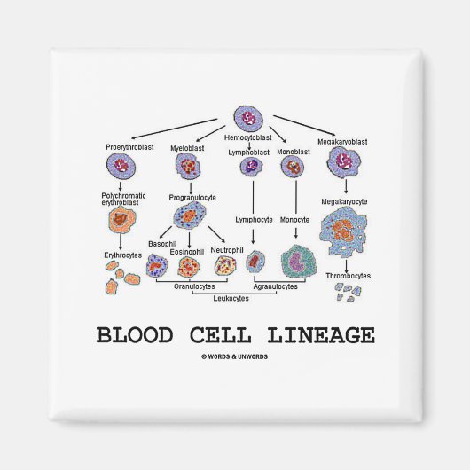 Blutkörperchen-Linie (Biologische Gesundheitsmediz Magnet (Vorne)