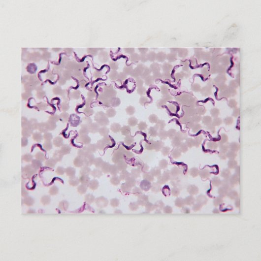 Blutparasit Trypanosoma Postkarte (Vorderseite)